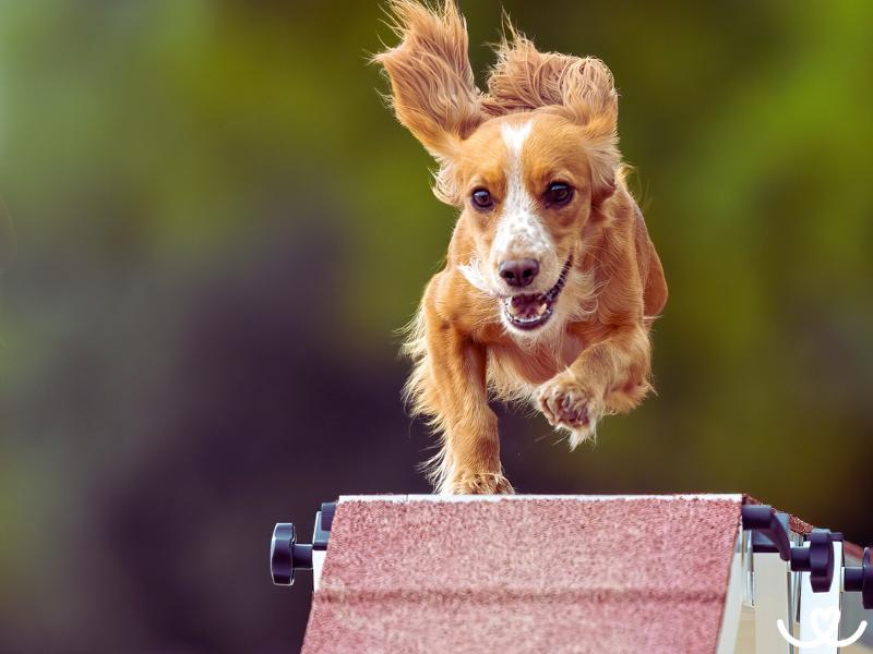 Psi-sporty-agility (3)